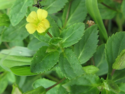 Mecardonia procumbens iNat (3)