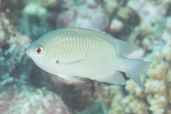 Pomacentrus callainus