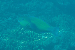 Chlorurus japanensis