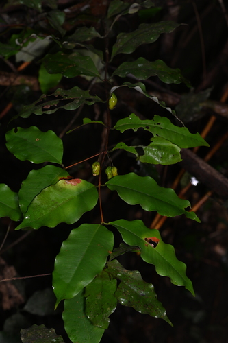 Eugenia albicans