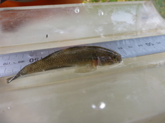 Gobiomorphus cotidianus