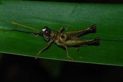 Ommatolampis perspicillata