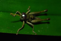 Ommatolampis perspicillata