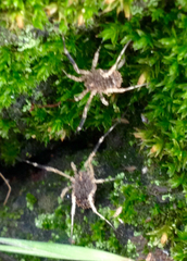 Lacinius horridus