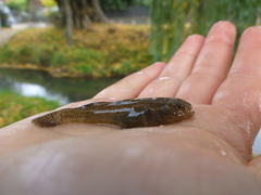 Gobiomorphus breviceps