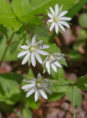 Stellaria corei
