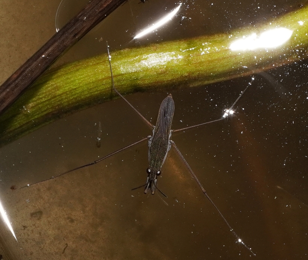 Gerris incurvatus