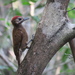 Smoky-brown Woodpecker - Photo (c) Israel Blanco, some rights reserved (CC BY-NC)