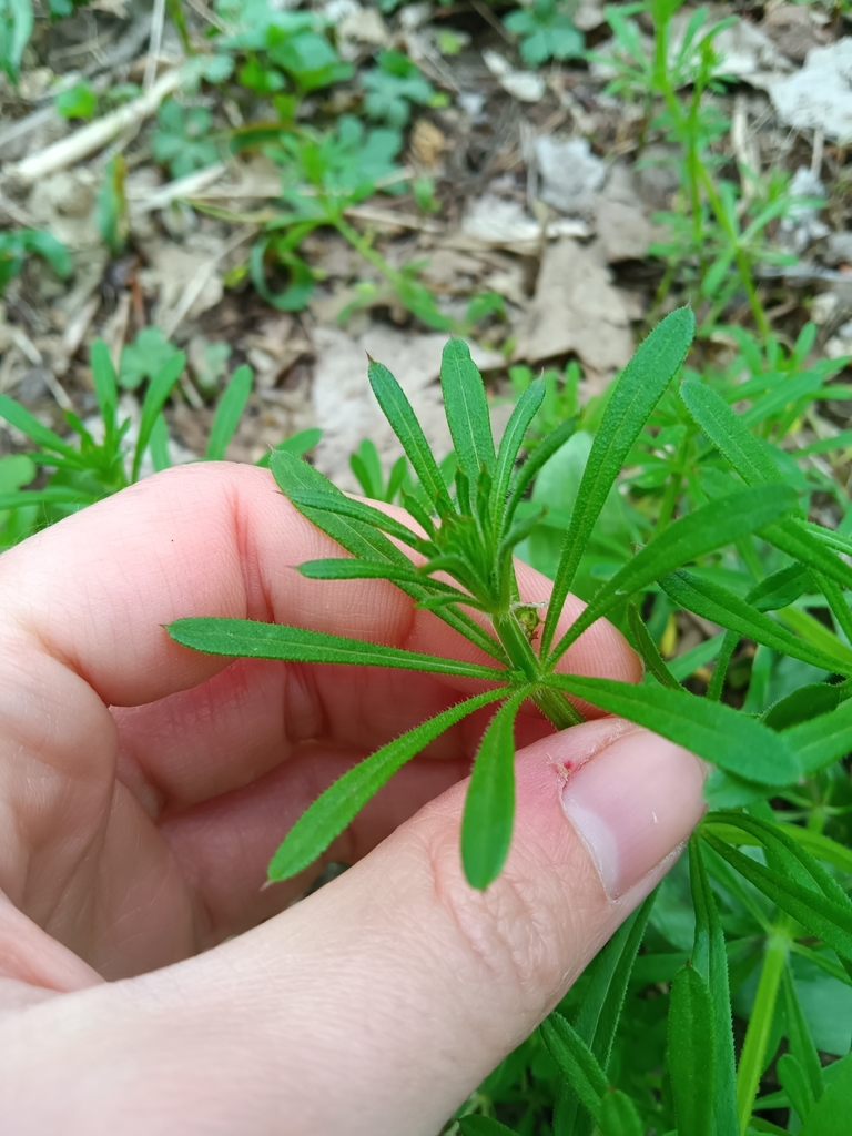 bedstraws from Fabyan East Forest Preserve on April 18, 2024 at 03:46 ...