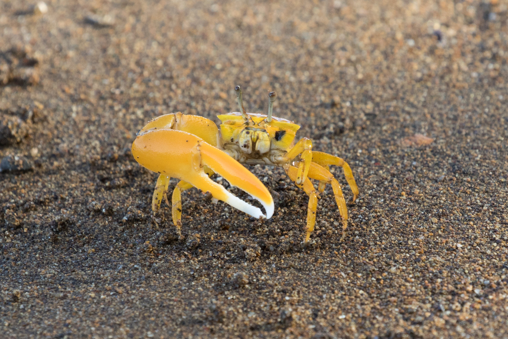 Citrus Fiddler Crab