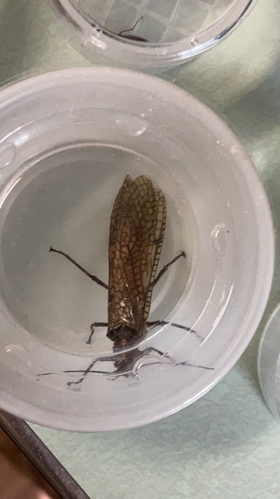 California Giant Stonefly from Scotia on April 18, 2024 at 04:40 PM by ...