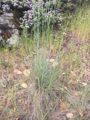 Festuca idahoensis