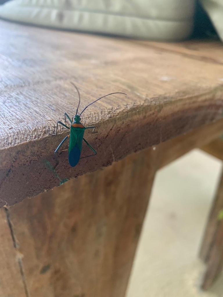 Phthiadema cyanea