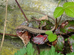 Podarcis muralis