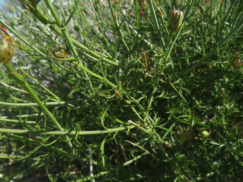 Image of Adenophyllum porophylloides by no rights reserved