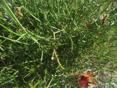 Image of Adenophyllum porophylloides by no rights reserved