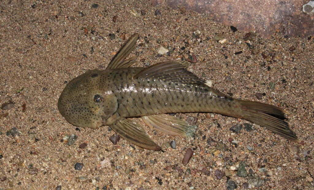 Chaetostoma anale