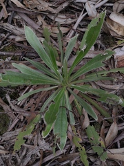 Espeletia corymbosa