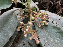 Saurauia ursina