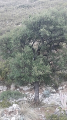 Quercus chihuahuensis