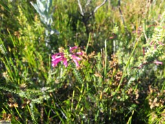 Erica abietina