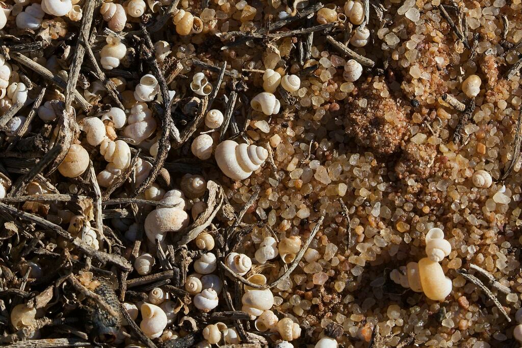 Coxiella gilesi