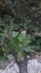 Quercus chihuahuensis