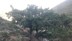 Quercus chihuahuensis