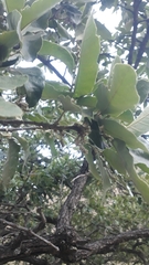 Quercus chihuahuensis