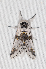 Furcula borealis