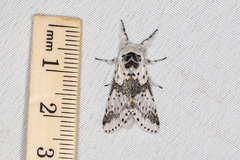 Furcula borealis