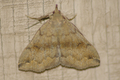 Phalaenostola eumelusalis