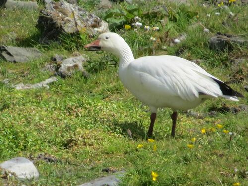 Ánsar nival (Anser caerulescens)