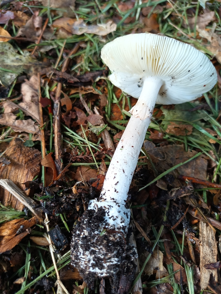 Deathcap from Moonee Ponds VIC 3039, Australia on April 19, 2024 at 10: ...