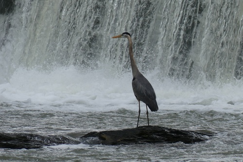 Great Blue Heron photographed in West Virginia
