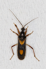 Rasahus hamatus