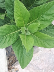 Nicotiana tabacum