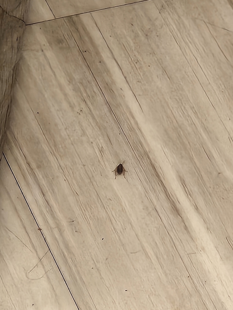 Brown Cockroach from Columbia, SC 29208, USA on April 18, 2024 at 10:11 ...