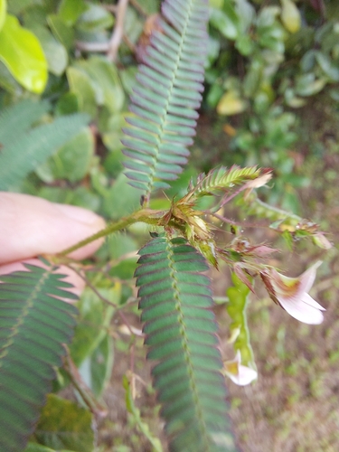Image of Shyleaf (Aeschynomene americana) by (c) Daniel Duarte, some rights reserved (CC BY)