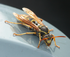 Golden Paper Wasp
