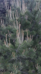 Pinus cembroides