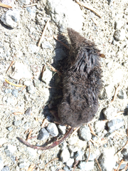 Sorex ornatus