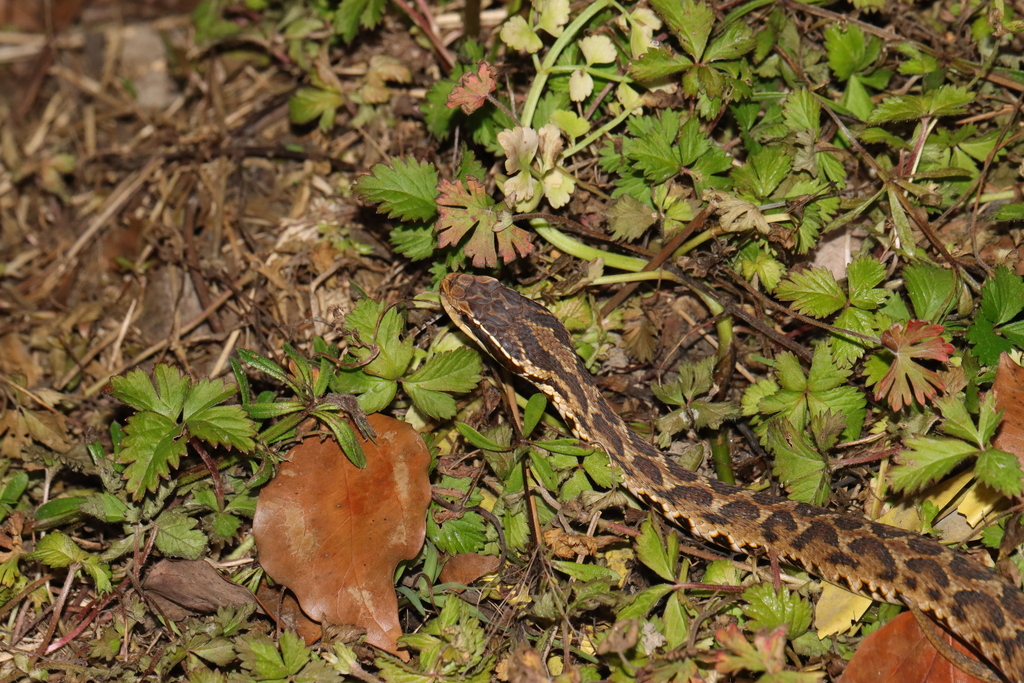 Mashi Insect Short-tailed Mamushi from 中国浙江省杭州市余杭区 on April 15, 2024 at 08:23 PM by ...