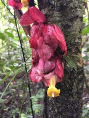 Drymonia coccinea
