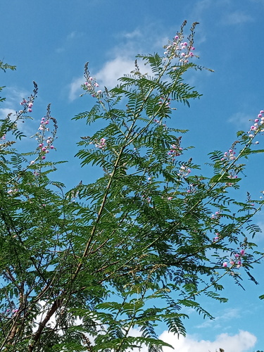 Himalayan mimosa (Mimosa rubicaulis)