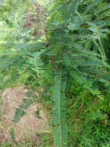 Phyllanthus emblica