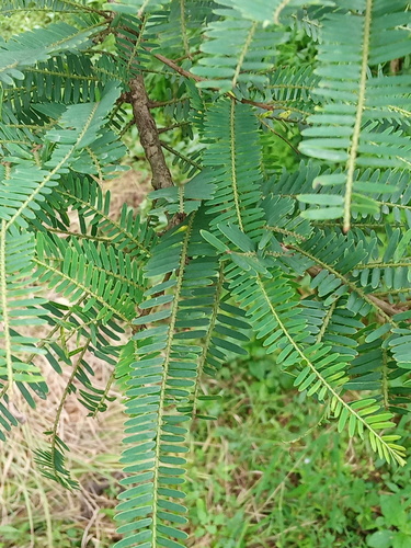 Phyllanthus emblica
