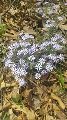 Phlox bifida bifida