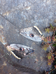 Saturnia pyri