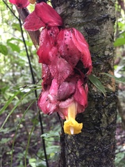 Drymonia coccinea